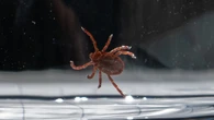 Acadia to be home to only dedicated tick research centre in Canada