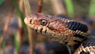 Man lands $25,000 fine after destruction of snake habitat in LaSalle