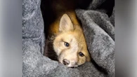 Injured baby fox rescued by RCMP in Tantallon on the mend