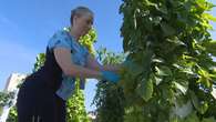 Rooftop garden puts fresh vegetables on the menu at Saskatoon's Royal University Hospital