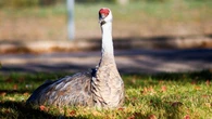Sandhill crane that's taken up residence in Regina draws bird fans, concerns