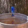 Is your maple syrup real or fake? It’s not that hard to tell