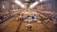 7 southwestern Ontario poultry farms in quarantine after avian flu outbreak