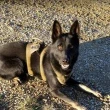 RCMP dog shot and killed in line of duty in High Prairie police operation