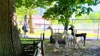 Time to end Eby Farmstead's animal display in Waterloo Park, city staff report recommends