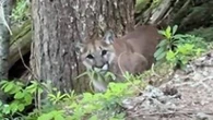 Aggressive cougars shut down biking trails in Whistler, B.C., area