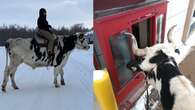 Holstein steers through Tim Hortons drive-thru, turns heads in Alberta town