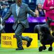 Miniature poodle Sage wins best in show at Westminster Kennel Club dog show