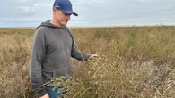 Prairie farmer concerned about food production as invasive weed spreads