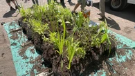 Irishtown floating island aims to reduce cyanobacteria blooms