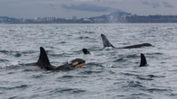 Orcas off B.C. coast face 'high probability of extinction' if conditions don't change: report