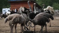Supporters head for B.C. ostrich farm as it preps application to Supreme Court to stop cull order