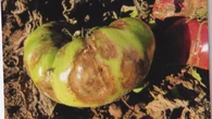 Home gardeners on the Island urged to stay vigilant for signs of late blight