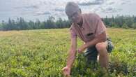 Wild blueberry growers in P.E.I., worried about low prices, look to tap into new markets