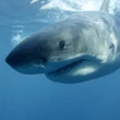 Curious great white shark circles lobster boat off Cape Breton, chomps briefly on hull