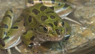 Threatened frog species on the road to recovery in Alberta