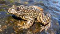 Devastating frog pandemic takes hopeful turn