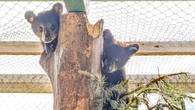 Some B.C. animal rescues see donations drop, as demands increase