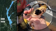 Rare, transmissible cancer found in catfish in Quebec, U.S. lakes