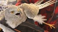 This northwestern Ont., resident saw a bird of prey under attack and stepped in to save it