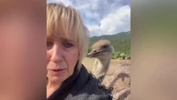 Protesters gather at B.C. farm as ostriches set to be killed over bird flu fears