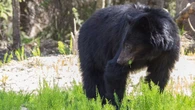 Hiker's injury from bear attack near Cumberland, B.C., prompts advisory