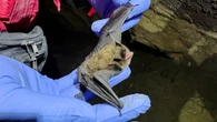 Public health recommends all children at Brantford, Ont., daycare get treatment after rabid bat found