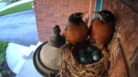 A nesting crunch sees the true story of 'Avian Sister Wives' unfold on St. Thomas, Ont. porch