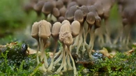 Identification of rare slime mould in Slocan Valley leads to naming of new species
