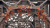 Monarch butterfly sculptures on Fredericton bridge send environmental message