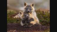 Patience paid off for N.L. photographer recognized by Canadian Geographic