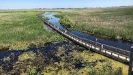 Probe underway into waterfowl poaching at Point Pelee National Park
