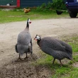 Guinea fowl sales spike in N.S. as homeowners look for natural tick control