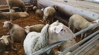 Growing demand for sheep milk prompts startup Ovino to open in Acton