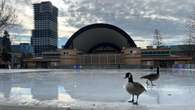 Highly contagious avian flu found in 3 Canada geese, health unit warns