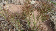 How Parks Canada is trying to protect rare coastal plant in N.B., P.E.I.