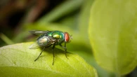 Calgary's rainy 'bummer of a summer' causes uptick in flies buzzing around