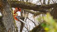 Winnipeg spends 24% of budget on police but plans to hire more tree pruners than officers in 2025