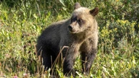3 grizzly cubs found in area of bear attack will be left alone for hibernation, province says