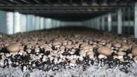 B.C. mushroom farm workers unionize