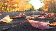 How are Nova Scotia's trees faring in a historic drought? Here's what the experts say