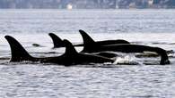 In good news for J-pod, new killer whale calf is a female