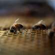 Apiaries abuzz over ruling against widening cross-border trade in live honeybees