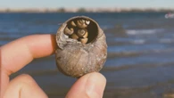 Invasive snail creeps up on Nova Scotia lakes, ponds