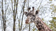 Baby on the way for Toronto Zoo's Masai giraffe