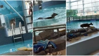 Oh deer! Animal breaks into LaSalle rec centre, jumps into pool