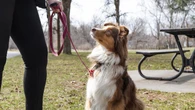 Why reports of aggressive dogs, bites are on the rise in Montreal