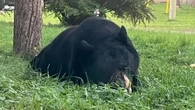 Bears are hungry and active this fall. Here's what Ontario residents should know