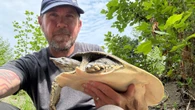 Weather impacts a turtle's gender and other facts to note during turtle nesting season
