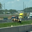 Cows run loose on highway north of Toronto, causing traffic chaos, police say